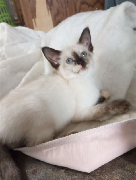 Male Siamese medium long hair cat Hilliard, OH 220 pic. . Siamese kittens for sale indianapolis